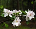 Apple Blossoms Royalty Free Stock Photo