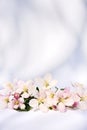 Apple blossoms Royalty Free Stock Photo