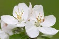Apple blossoms Royalty Free Stock Photo