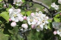 Apple Blossoms add to Spring Beauty