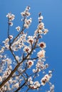 Apple blossoms against a blue sky Royalty Free Stock Photo