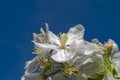 Apple blossoms against the blue sky background Royalty Free Stock Photo