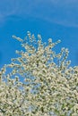 Apple blossoms in apple branches with green leafs with blue sky in background Royalty Free Stock Photo