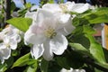 Apple blossoms Royalty Free Stock Photo