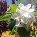 Apple blossoms Royalty Free Stock Photo