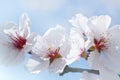 Apple blossoms Royalty Free Stock Photo