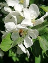 Apple blossoms and a bee Royalty Free Stock Photo