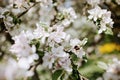 Apple blossoms with a bee at spring Royalty Free Stock Photo