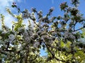 Apple blossoms bloom on a spring day. Lots of white flowers. Apple. There blue sky in the background. The awakening of nature