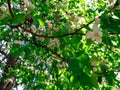 Apple blossoms bloom on a spring day. Lots of white flowers. Apple. There a blue sky in the background. The awakening of nature