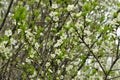 Apple blossoms bloom on a spring day. Lots of white flowers. Apple. There a blue sky in the background. The awakening of nature