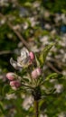 Apple blossoms blooming in summer