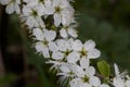 Apple blossoms / White Blossoms of an apple tree Royalty Free Stock Photo