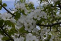 Apple blossoms on a branch