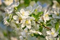 Apple blossoms in apple branches with green leaves and honey bee on the flower Royalty Free Stock Photo