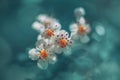 Apple blossoms in cyan Royalty Free Stock Photo