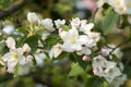 Apple blossoms, apple tree flowers, apple tree in blossom, blossoming apple tree