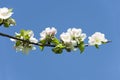 Blossoming of Apple Tree, Apple blossoms Royalty Free Stock Photo