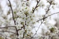 Apple blossoms