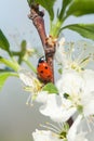 Apple blossoms ladybird Royalty Free Stock Photo