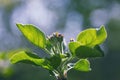 Apple blossoms with leaves in sunlight