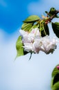 Apple Blossoms