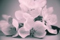 Apple blossoms over blurred bw background