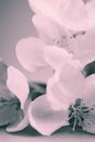 Apple blossoms over blurred bw background