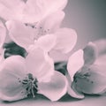 Apple blossoms over blurred bw background