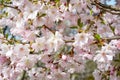 Apple Blossoms Royalty Free Stock Photo