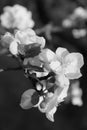 Apple blossoms in spring. In black and white Royalty Free Stock Photo