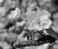 Apple blossoms in spring. In black and white Royalty Free Stock Photo