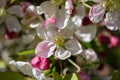 Apple Blossoms, Spring blossom.in Sauerland Royalty Free Stock Photo