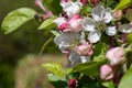 Apple Blossoms, Spring blossom.in Sauerland Royalty Free Stock Photo