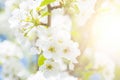 Apple blossoms spring flowers over blue sky Royalty Free Stock Photo