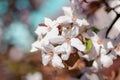 Apple blossoms in the sun Royalty Free Stock Photo