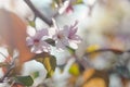 Apple blossoms Royalty Free Stock Photo