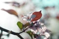 Apple blossoms in the sun Royalty Free Stock Photo