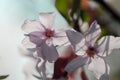 Apple blossoms in the sun Royalty Free Stock Photo