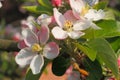 Apple blossoms Royalty Free Stock Photo