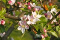 Apple blossoms Royalty Free Stock Photo