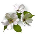 Apple blossoms on white background
