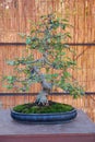 Apple bonsai tree at Nagoya Castle Bonsai Show. Nagoya. Japan