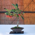 Apple bonsai tree at Nagoya Castle Bonsai Show. Nagoya. Japan