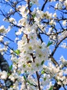 Apple bossom under the blue skies Royalty Free Stock Photo