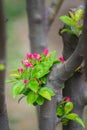 Apple boughs laden with blooming floret in the spring