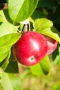 Apple on the branch