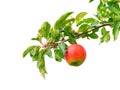 Apple on branch Royalty Free Stock Photo