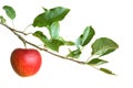 Apple on a branch Royalty Free Stock Photo