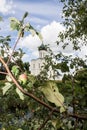 Apple branch with apples on the background of the Church of the Intercession on the Nerl Russia Royalty Free Stock Photo